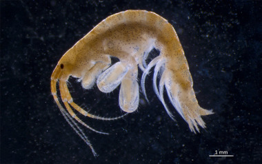 Die Flohkrebs-Art Ampithoe valida stammt ursprünglich aus den USA, wurde jedoch beim Küstenmonitoring des IOW im Jahr 2025 nun aber auch in der Ostsee detektiert.