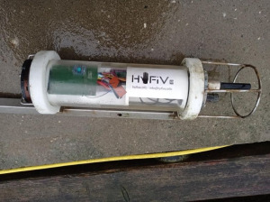 Kalkröhrenwürmer unterm Binokular