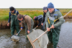 Probennahme auf Hiddensee