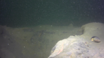 Effects of bottom trawling