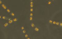 Enfaltete selbst nach rund 7000 Jahren ohne Licht und Luft im Ostseesediment wieder volle Lebensaktivität: Die Kieselalge Skeletonema marinoi.