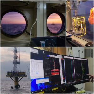 Islandmuschel arctica islandica