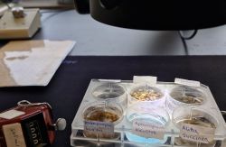 Probe unter dem Binokular