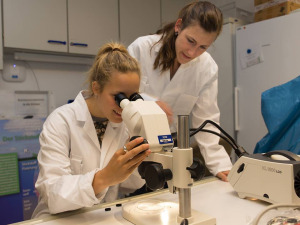 Mikroplastikpartikel aus Peeling werden von Schülern unter dem Bino betrachtet.