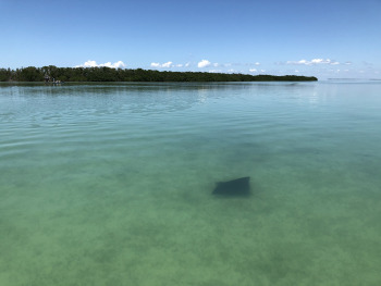 Bei Seegras handelt es sich um Wasserpflanzen, die im flachen, lichtdurchfluteten Wasser auf weichem Sediment gedeihen. Für viele Tierarten sind Seegraswiesen überlebenswichtig.