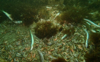 Dead fish and crabs were found on the seabed (Photo: E. Hildebrand).