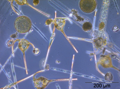 Bild 10: Übersichtsbild der Netzprobe vom 23.10.2012 mit Ceratium tripos, Ceratium fusus, Coscinodiscus granii, Pseudo-nitzschia pungens, Dactyliosolen fragilissimus, Prorocentrum micans, Dinophysis acuminata.