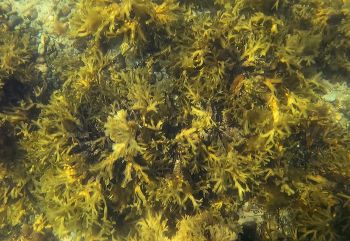 Grönländische Seetang-Bestände, wie der hier gezeigte Blasentang, der auch an deutschen Meeresküsten zu Hause ist, können einen großen Beitrag zu dauerhafter Kohlenstoffspeicherung leisten und so beim Klimaschutz helfen.