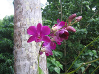 Strand und Vegetation von Guam