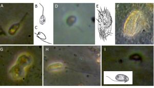 Protists