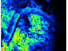 NanoSIMS Bildaufnahme: Cyanobakterium auf Filter.