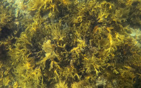 Greenlandic seaweed beds, such as the bladderwrack shown here, which is also found at more temperate European coastlines, can make a significant contribution to long-term carbon storage and thus help protect the climate.
