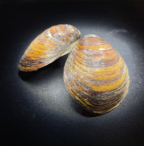 Islandmuschel arctica islandica