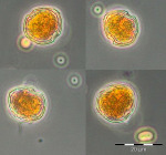 Image 4: Peridiniella danica from 3.5.2016 (week 18)