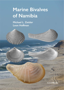 Muscheln von Namibia