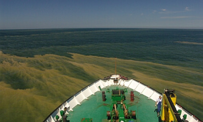 Blaualgen-Teppich im Sommer 2006