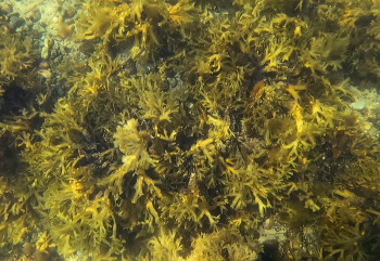 Grönländische Seetang-Bestände, wie der hier gezeigte Blasentang, der auch an deutschen Meeresküsten zu Hause ist, können einen großen Beitrag zu dauerhafter Kohlenstoffspeicherung leisten und so beim Klimaschutz helfen.