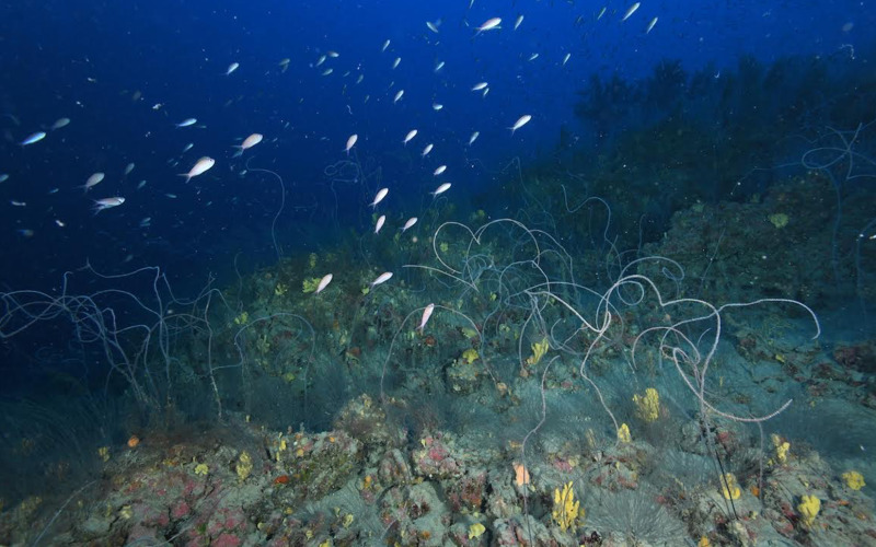 Schwarze Korallen bilden Unterwasserwälder, hier in 70 Metern Tiefe rund um die Insel Lanzarote, Spanien.