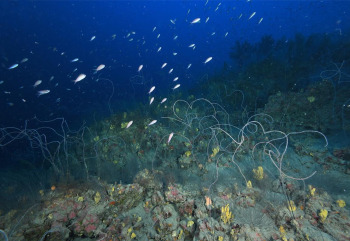 Black corals form underwater forests, here at a depth of 70 metres around the island of Lanzarote, Spain.
