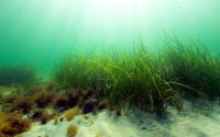 Eegrass bed in the Baltic Sea