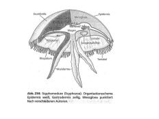 Organisationsschema Scyphomeduse