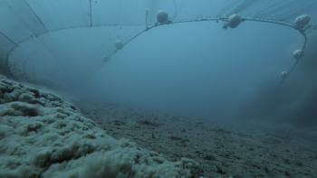 KI-Grafik, die verdeutlicht, dass Schiffsverkehr gravierende Auswirkungen auf den Ostseegrund hat: Schraubenwasser wirbelt feine Sedimente auf, während sich rund um größere Steine erosionsbedingte Vertiefungen bilden.