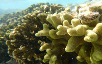 The studied Australian corals.