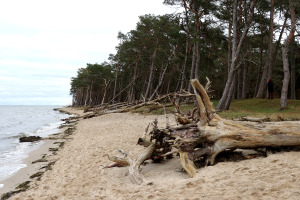 Der Darßer Weststrand (Ostsee) ist ein Beispiel fü aktive Küstendynamik, Sturmfluten machen hier sich besonders bemerkbar.