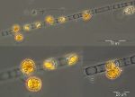 Image 2: Skeletonema marinoi with parasites. Sample from 4.3.2014