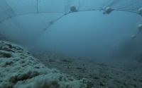 Bottom trawling is one of the major factors contributing to the destruction of the seabed, as it indiscriminately kills bottom-dwelling organisms and stirs up large quantities of sediment.