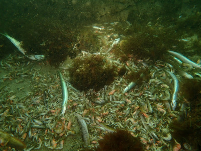 Dead fish and crabs were found on the seabed (Photo: E. Hildebrand).