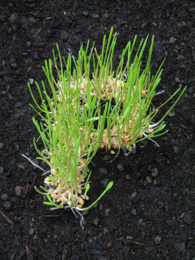 Leibniz Science Campus Phosphorus Research