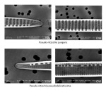 Image 9: Electron-microscopic images of Pseudo-nitzschia pseudodelicatissima and Pseudo-nitzschia pungens from the autumn bloom 2017.