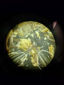 Kalkröhrenwürmer unterm Binokular