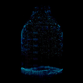 Alexandrium ostenfeldii