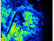 NanoSIMS Bildaufnahme: Cyanobakterium auf Filter.