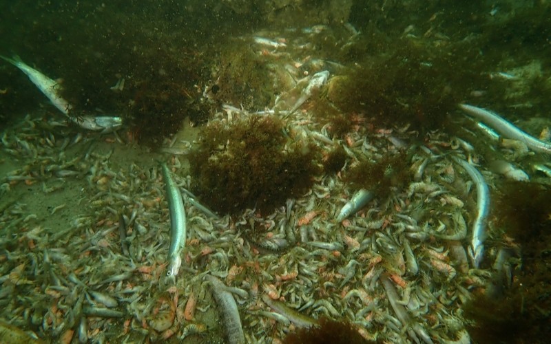Tote Fische und Krebstiere befinden sich am Meeresboden (Foto: E. Hildebrand).