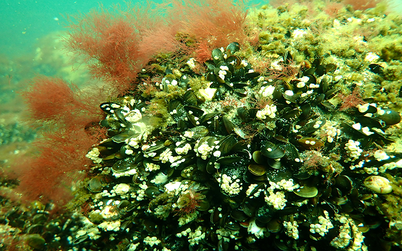 Miesmuschel-Riff in der Ostsee