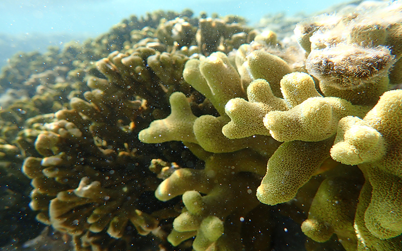 Die untersuchten australischen Korallen.