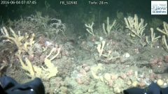 Benthos am Meeresgrund